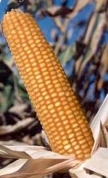 семена кукурузы первого поколения—гибрид Порумбень 212 СВ