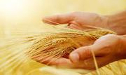 Компания на постоянной основе реализует зерно фуражное