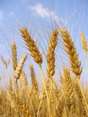 Рапз,  пшеница