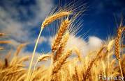 Закупаем в больших объёмах фуражное зерно