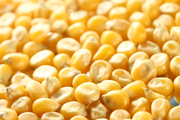 Закупаем зерно фуражное Кукуруза
