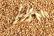 Закупаем зерно фуражное Пшеница