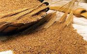 зерно фуражное ( пшеница)
